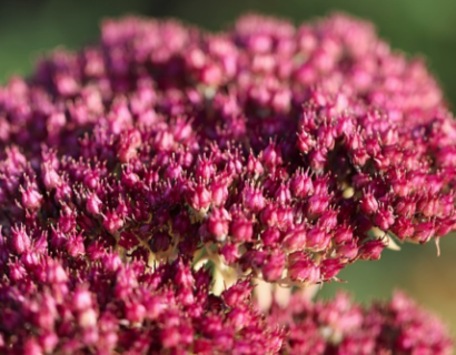 Sedum ‘Touchdown Teak’ - Vetkruid