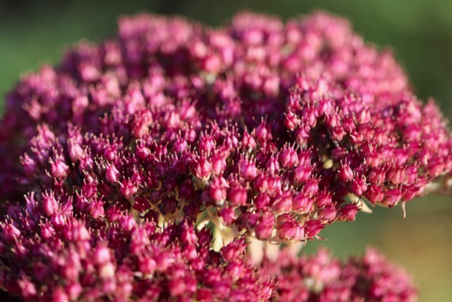 Sedum ‘Touchdown Teak’ - Vetkruid