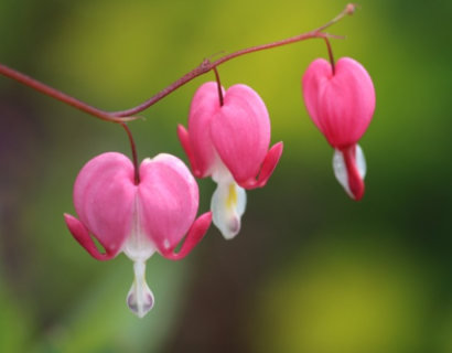 Dicentra Formosa ‘Luxuriant’ - Gebroken hartje