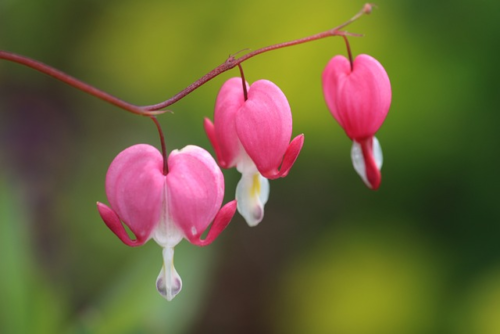 Dicentra Formosa ‘Luxuriant’ - Gebroken hartje