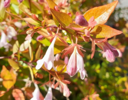 Abelia grandiflora ‘Francis Mason’ - Abelia