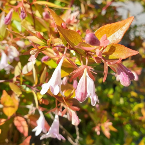 Abelia grandiflora ‘Francis Mason’ - Abelia