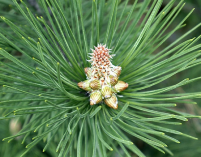 Pinus mugo ‘mops’ - Bergden