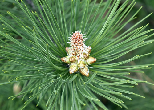 Pinus mugo ‘mops’ - Bergden