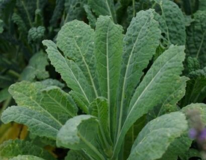 Brassica oleracea ‘Nero’ - Palmkool