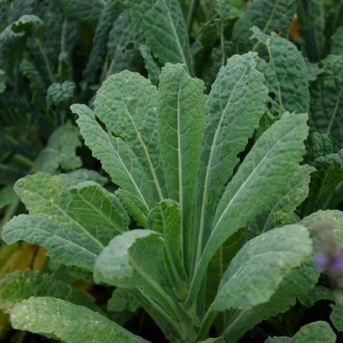 Brassica oleracea ‘Nero’ - Palmkool