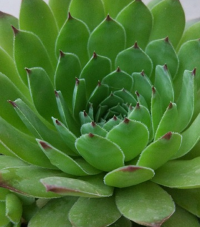 Sempervivum ’tectorum pyrenaicum’ - huislook, donderblad