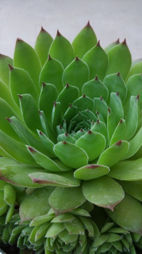 Sempervivum ’tectorum pyrenaicum’ - huislook, donderblad