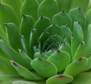 Sempervivum ’tectorum pyrenaicum’ - huislook, donderblad
