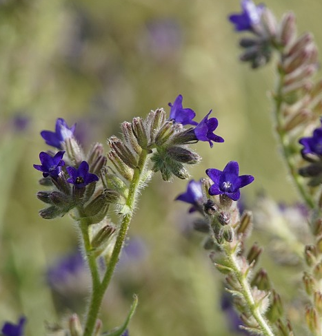 Anchusa officinalis - Gewone ossentong