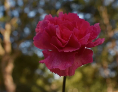 Dianthus ‘Badenia’ - Rotsanjer