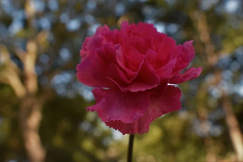 Dianthus ‘Badenia’ - Rotsanjer