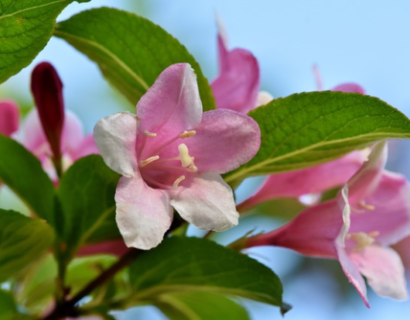 Trachelospermum a.s Pink Showers - Japanse sterjasmijn