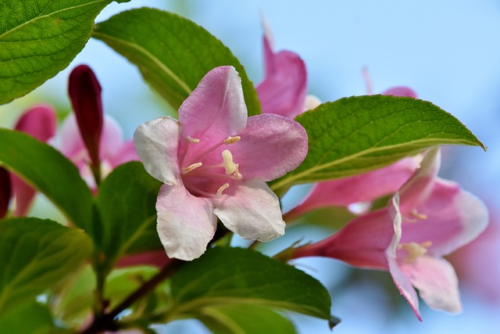 Trachelospermum a.s Pink Showers - Japanse sterjasmijn