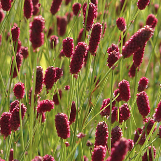 Sanguisorba joni - grote pimpernel