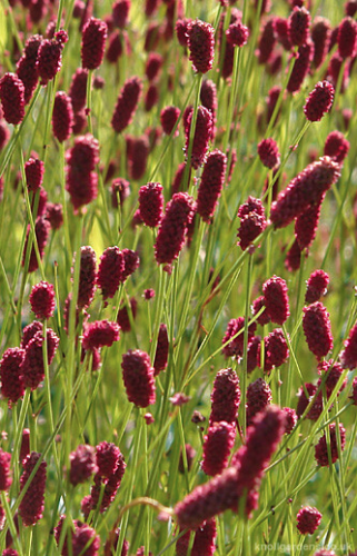 Sanguisorba joni - grote pimpernel