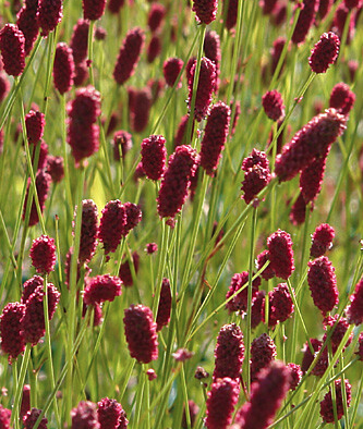 Sanguisorba joni - grote pimpernel