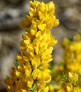 Genista ‘Spachiana’ - Kamerbrem