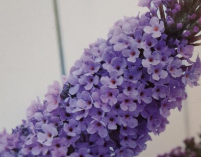 Buddleja davidii ‘Summer Bird Sky Blue’ - Vlinderstruik