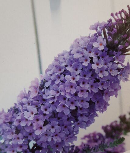 Buddleja davidii ‘Summer Bird Sky Blue’ - Vlinderstruik