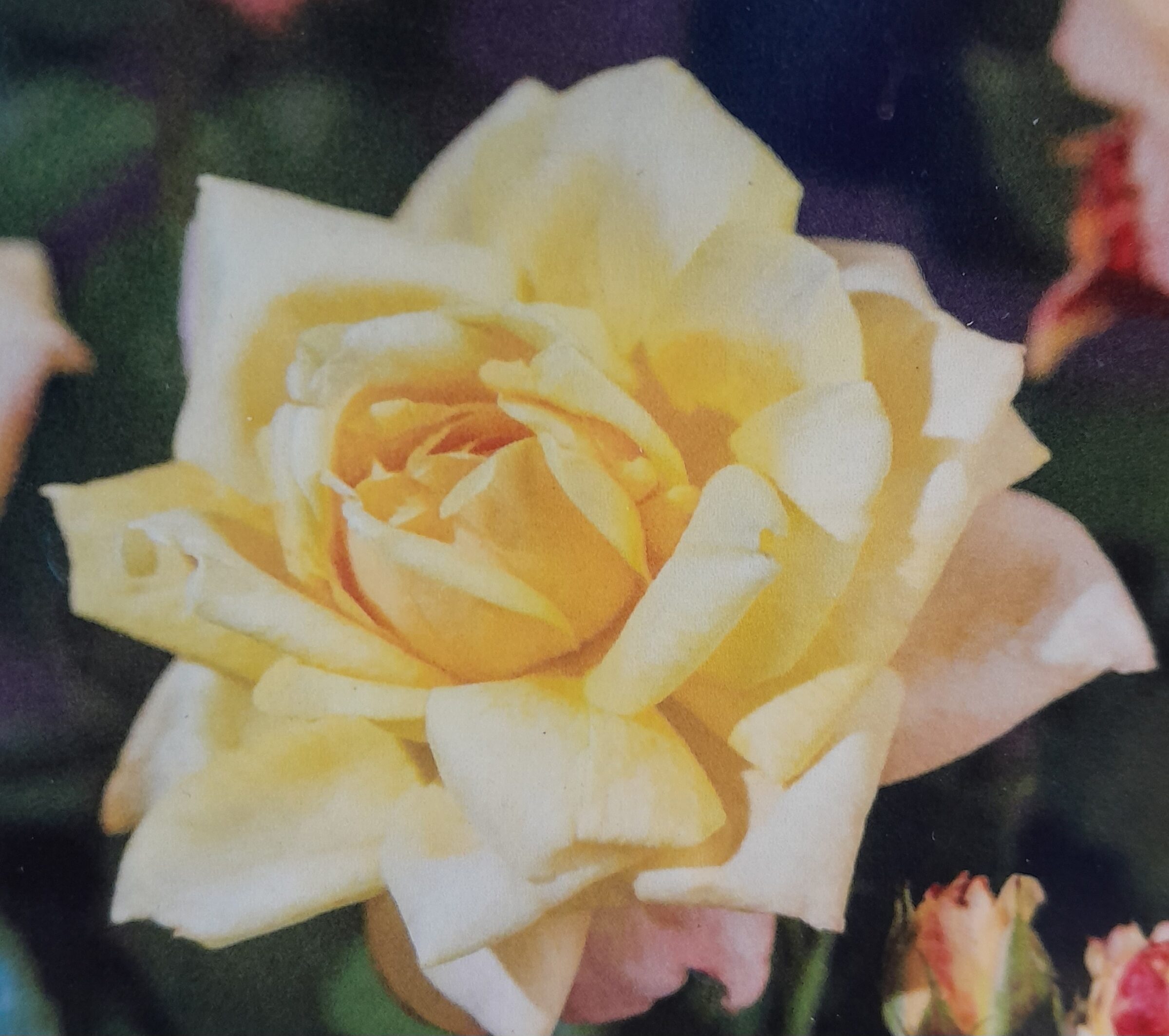 Rosa ‘Golden Parfum’ klim - Roos