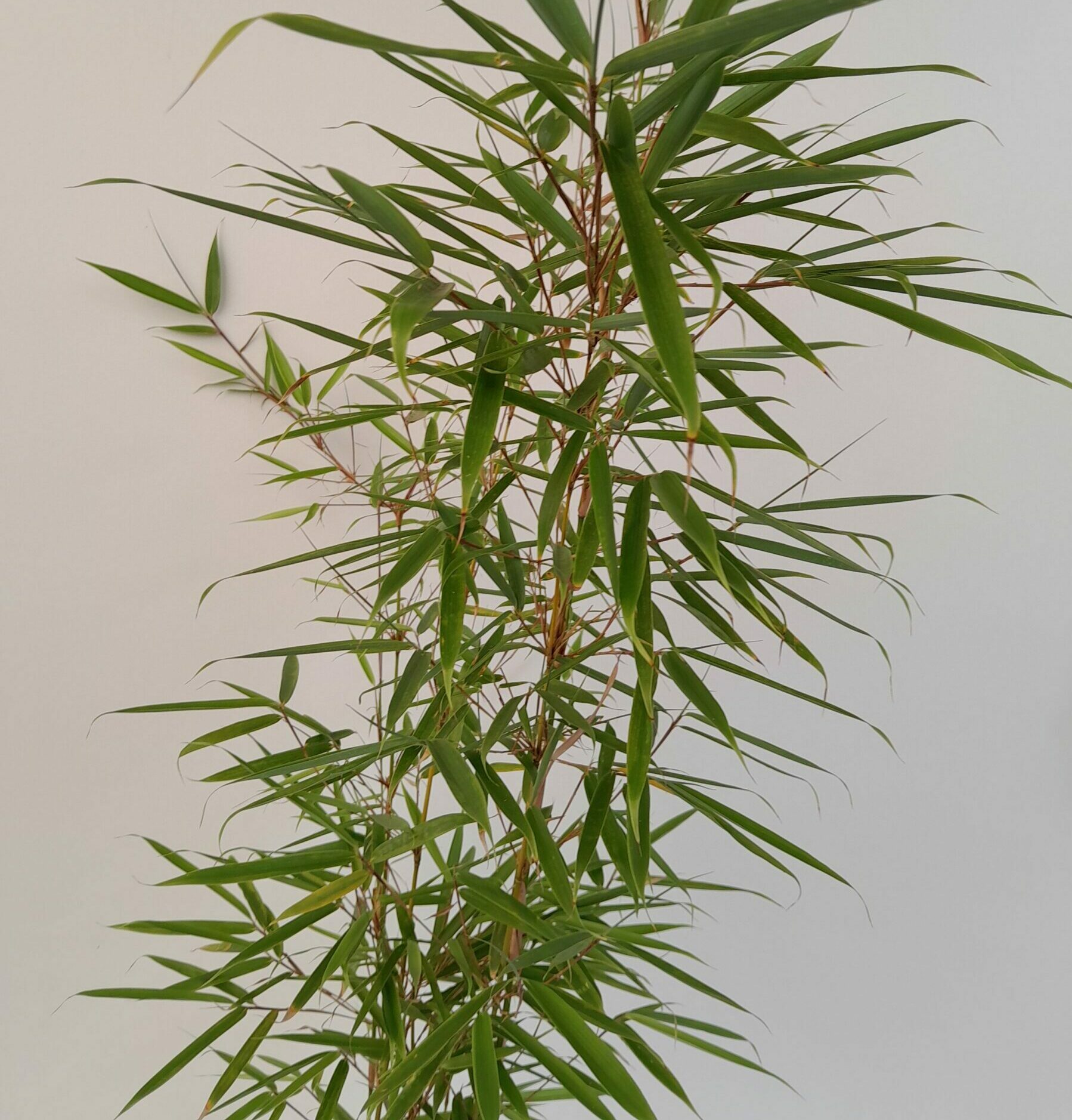 Fargesia robusta ‘Campbell’ - Japanse bamboe