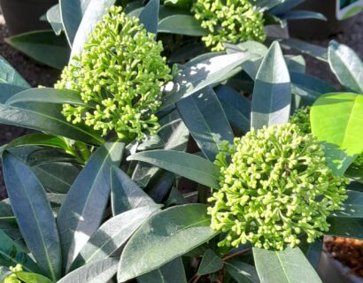 Skimmia confusa ‘Kew Green’ - Skimmia