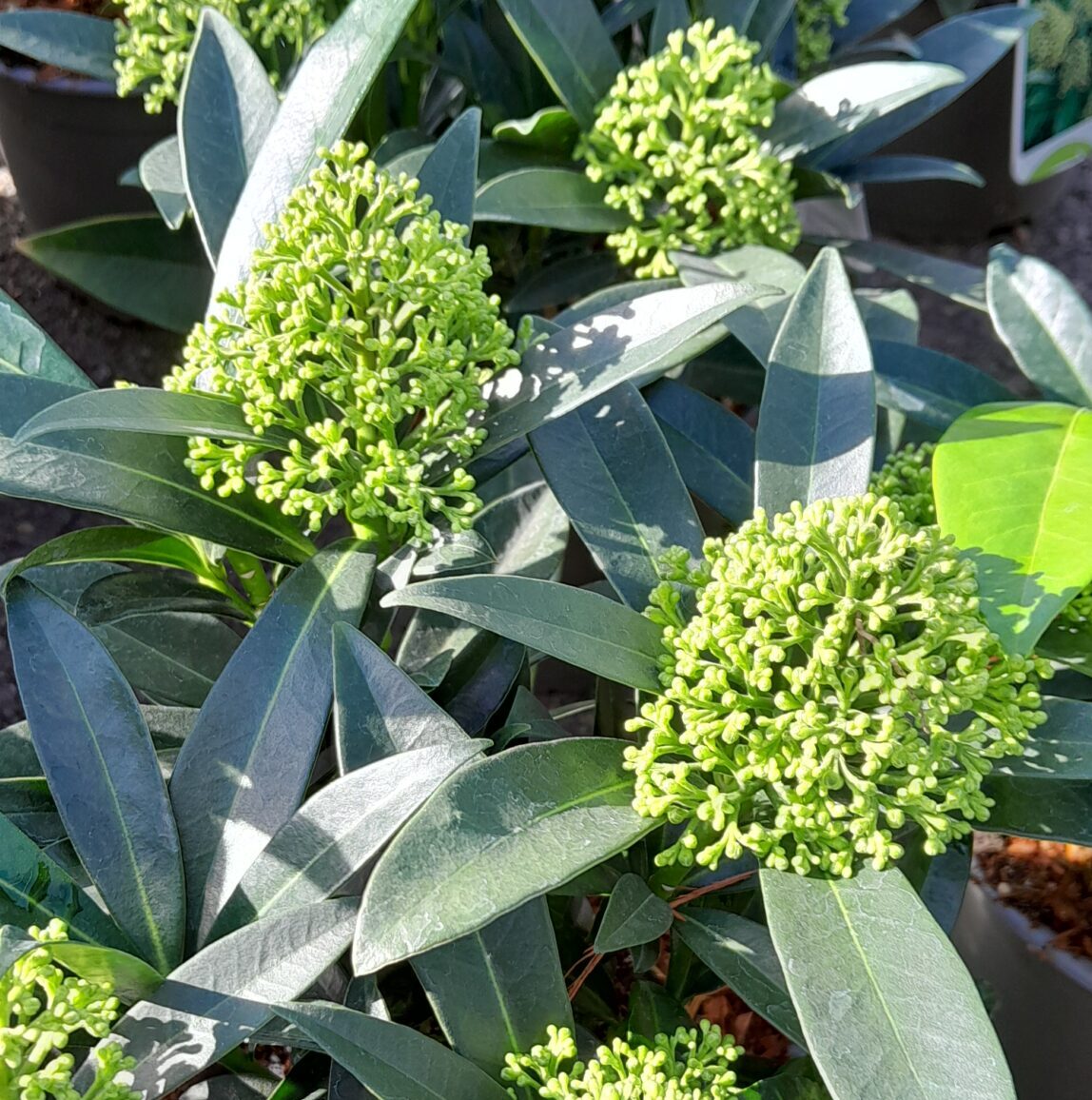 Skimmia confusa ‘Kew Green’ - Skimmia