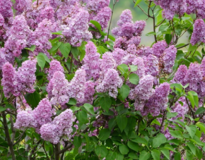 Syringa vulgaris ‘Amethyst’