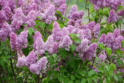 Syringa vulgaris ‘Amethyst’ - Sering,