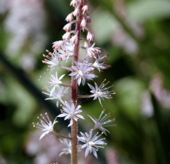 Tiarella cordifolia ‘Moorgrun’ - Perzische muts