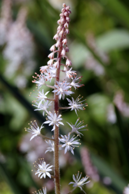 Tiarella cordifolia ‘Moorgrun’ - Perzische muts