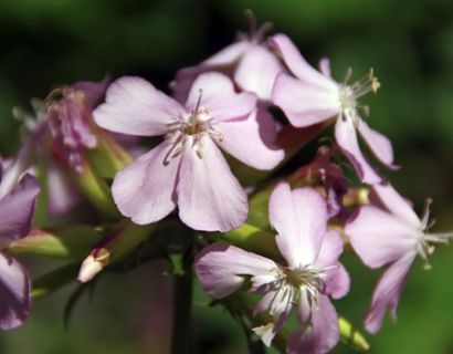 Saponaria ‘Bressinghem’ - Zeepkruid