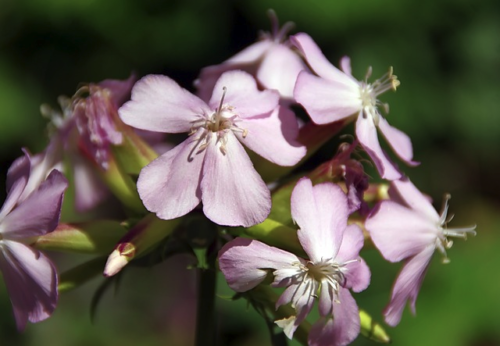 Saponaria ‘Bressinghem’ - Zeepkruid