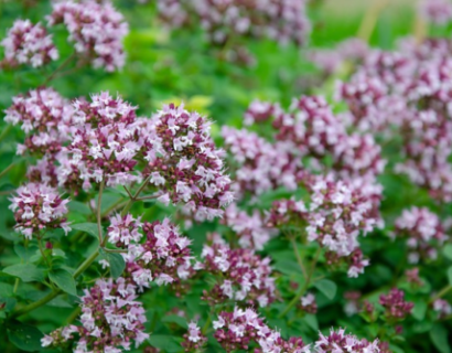 Origanum ‘Herrenhausen’