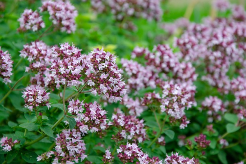 Origanum ‘Herrenhausen’ - Marjolein