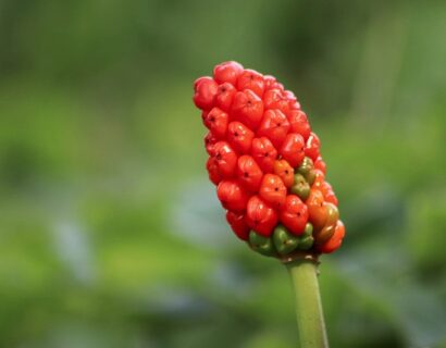 Arum Italicum - Italiaanse aronskelk