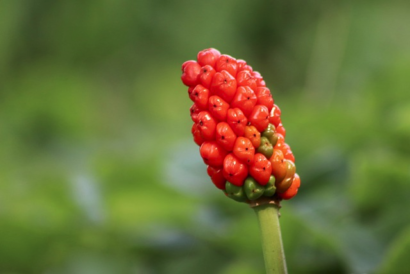 Arum Italicum - Italiaanse aronskelk