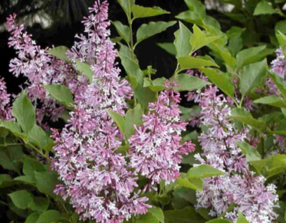 Syringa patula ‘Miss Kim’ - Sering