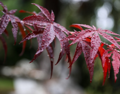 Acer palmatum ‘Fireglow’ - Japanse esdoorn