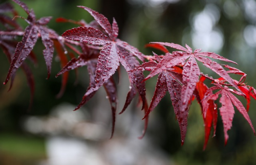 Acer palmatum ‘Fireglow’ - Japanse esdoorn