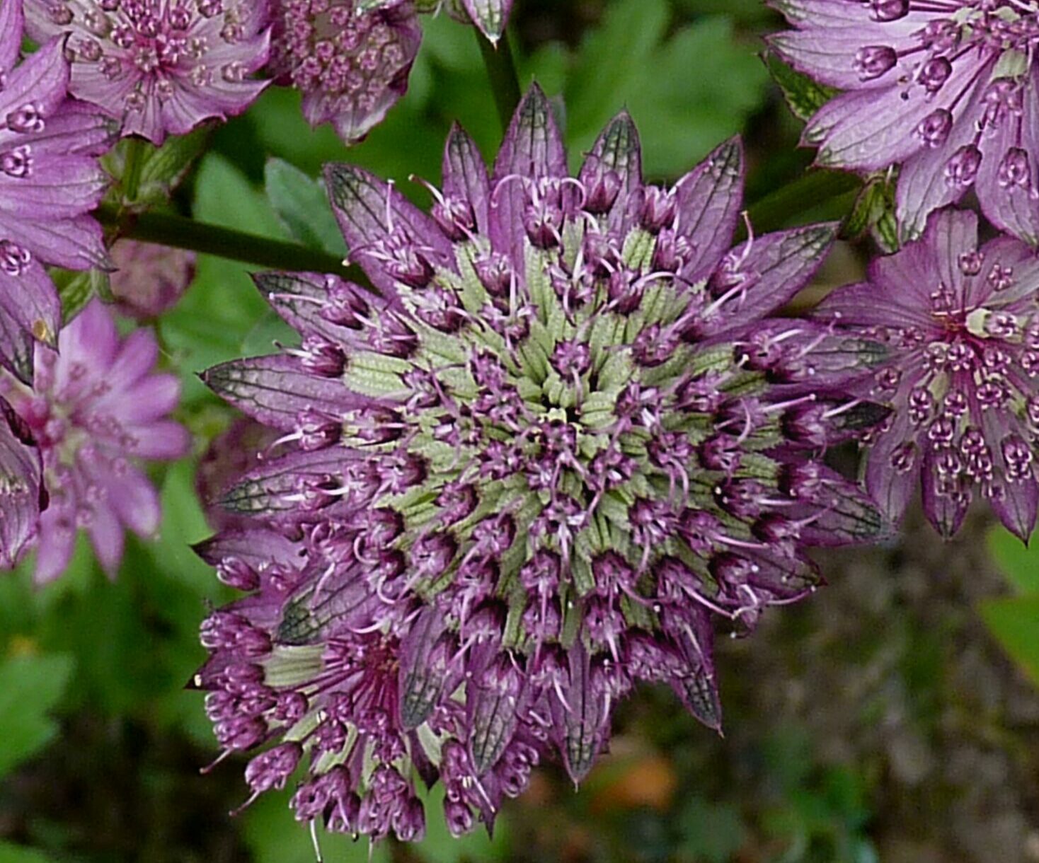Astrantia ‘Star of Beauty’ - Zeeuws knoopje