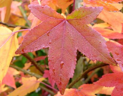 liquidambar styraciflua worplesdon meerstammig - Amberboom