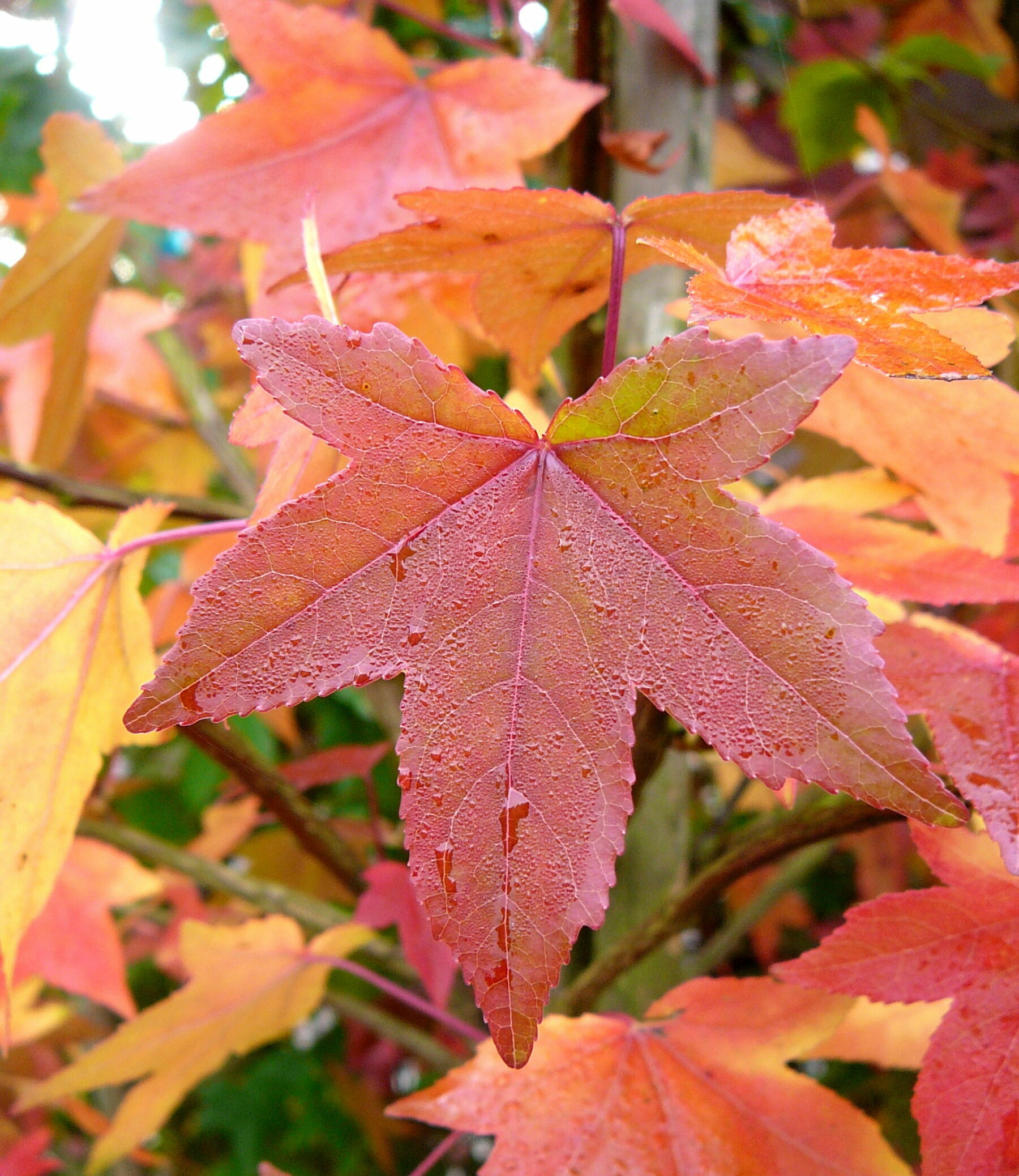 liquidambar styraciflua worplesdon meerstammig - Amberboom