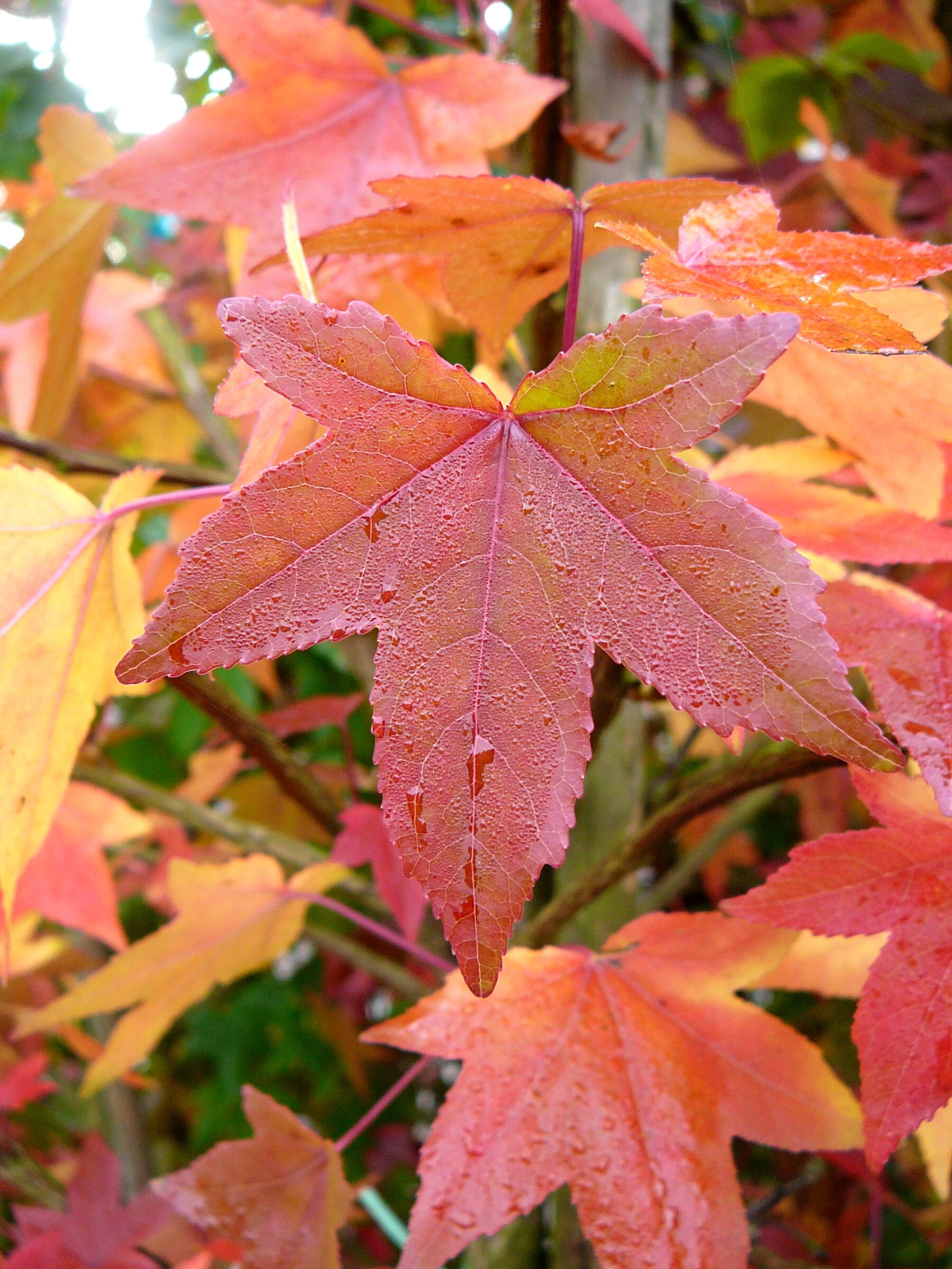 liquidambar styraciflua worplesdon meerstammig - Amberboom