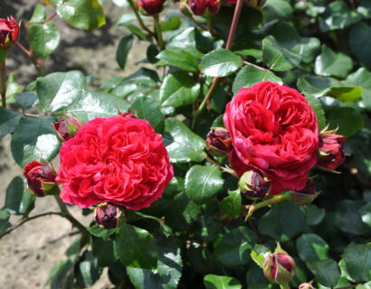 Rosa ‘Red Leonardo Da Vinci’ - Roos