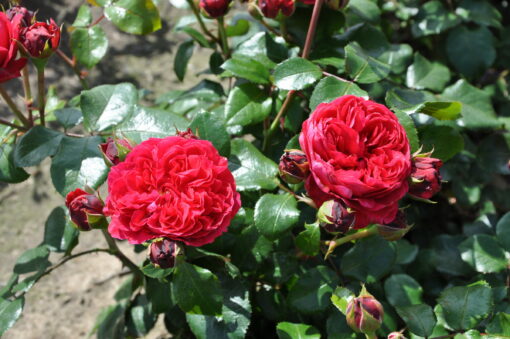 Rosa ‘Red Leonardo Da Vinci’ - Roos