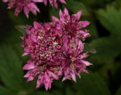 Astrantia ‘Star of Beauty’ - Zeeuws knoopje