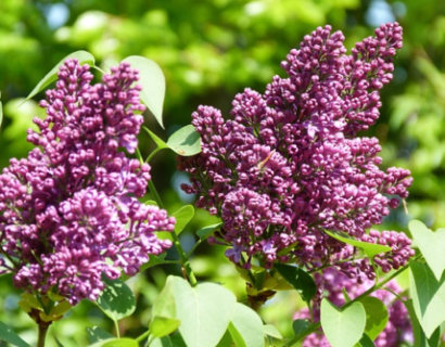 Syringa vulgaris ‘Mrs Edward Harding’