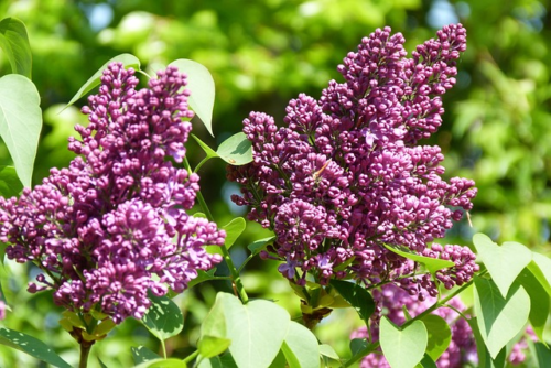 Syringa vulgaris ‘Mrs Edward Harding’ - Sering, Kruidnagel